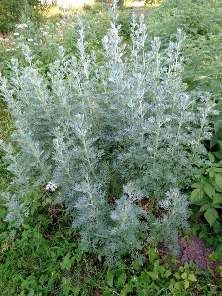 Wormwood: [cultivation, Irrigation, Care, Pests And Diseases 