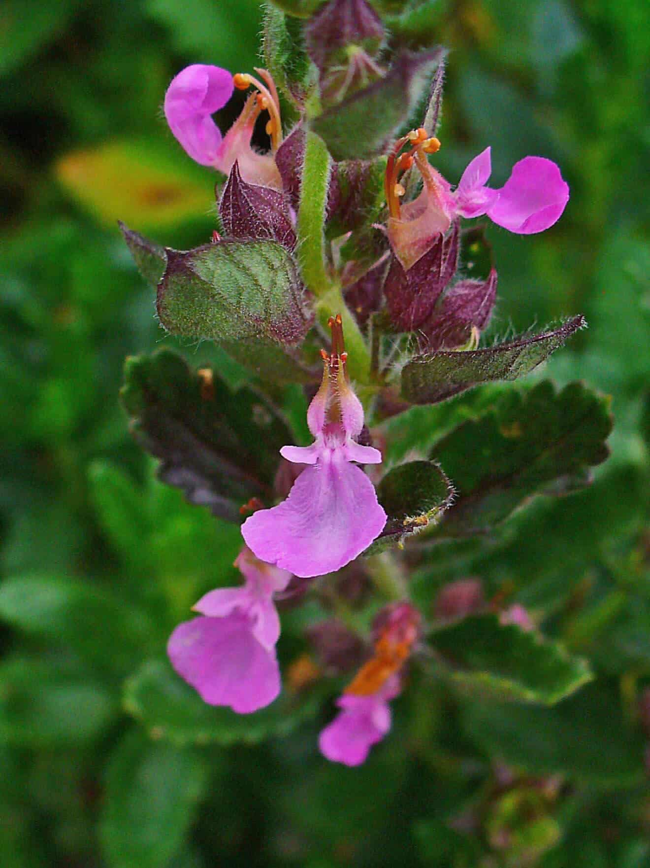 Teucrium: [Cultivation, Irrigation, Associations, Pests and Diseases ...