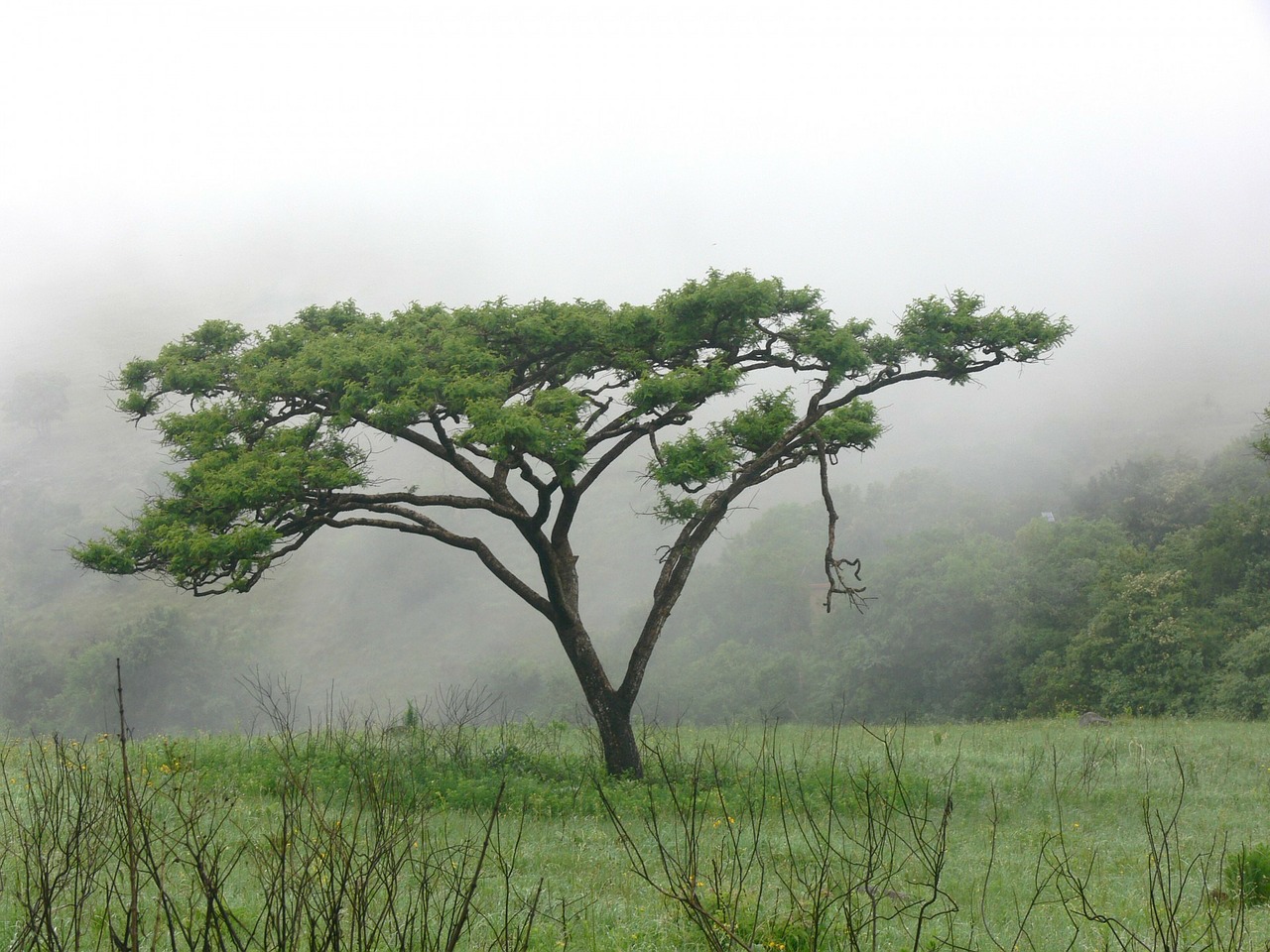 The Acacia Tree Characteristics Sowing Care Irrigation And