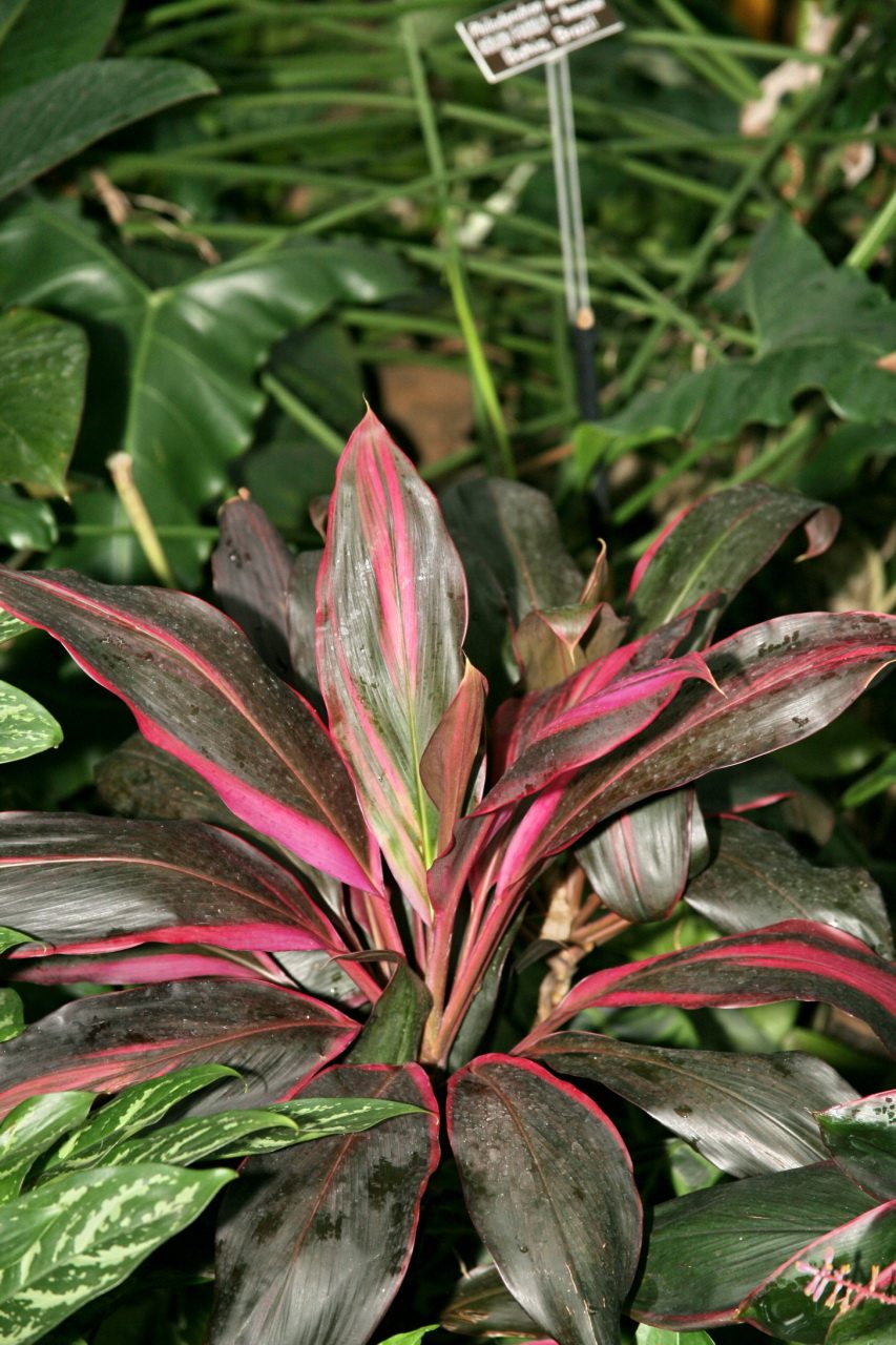 ti-plant-care-growing-a-hawaiian-ti-plant-indoors-complete-gardering