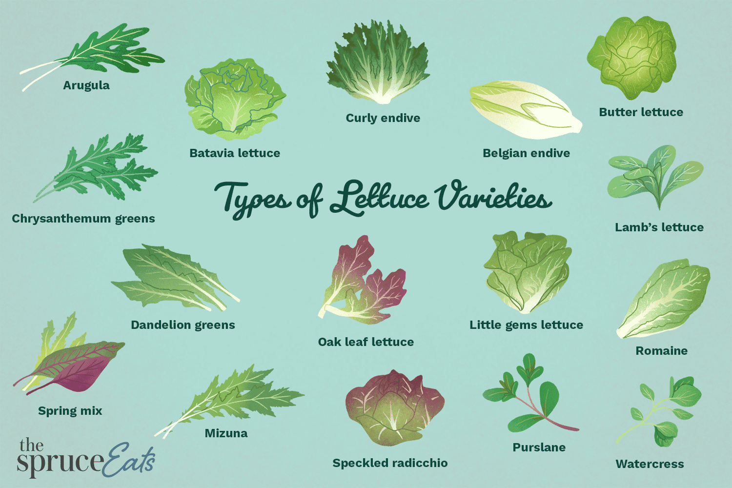 4-most-famous-types-and-varieties-of-lettuce-complete-gardering