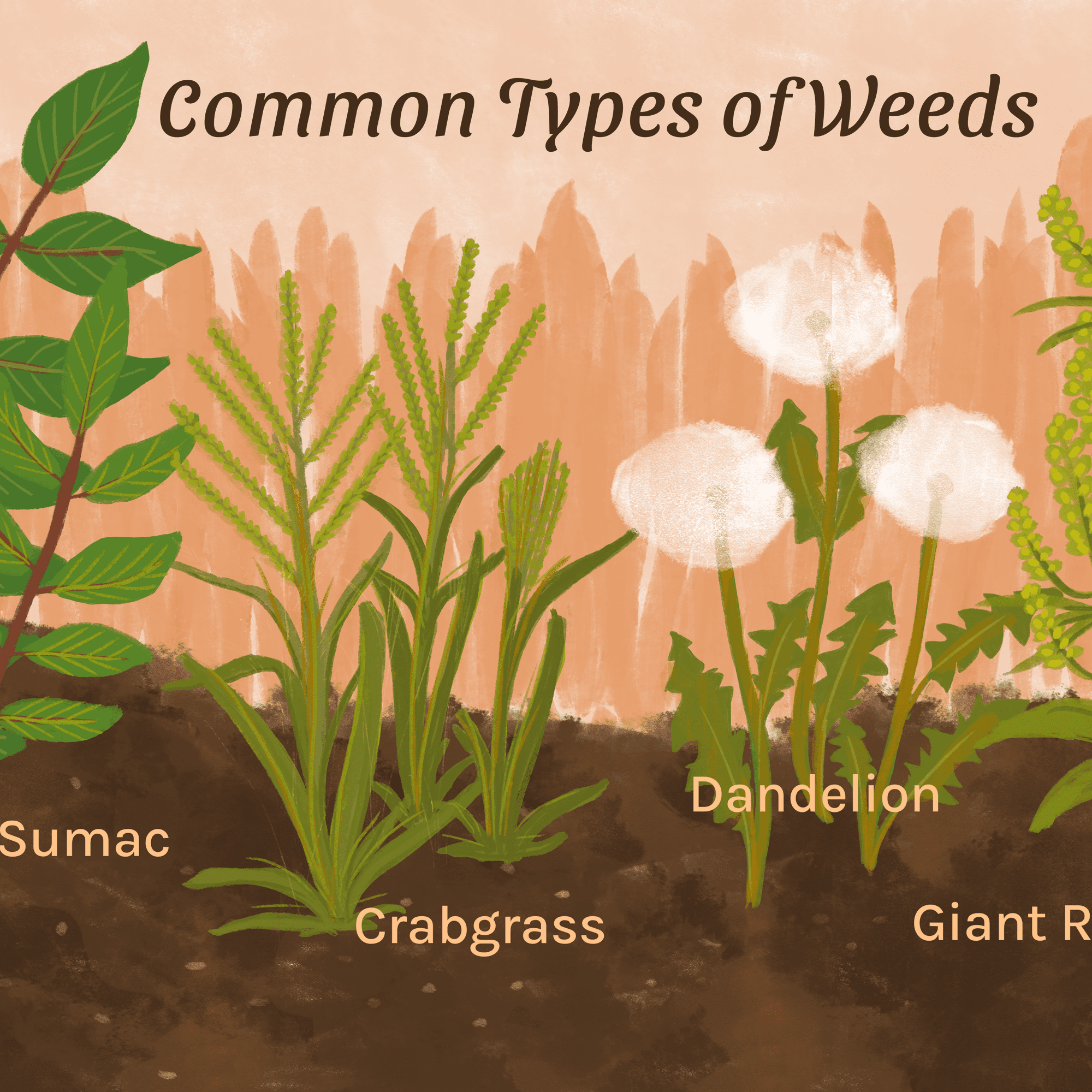 4 Very Common Weeds in the Garden and How to Fight Them - Complete ...