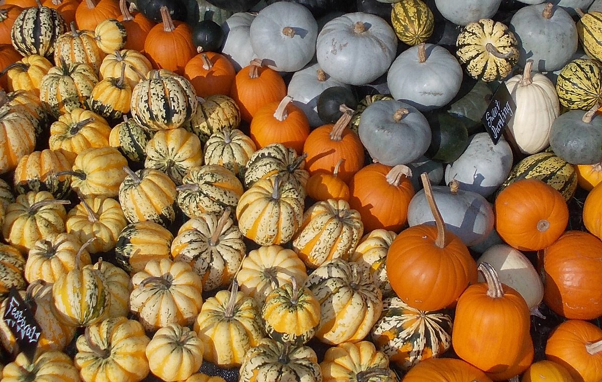 6 Types And Varieties Of Most Famous Pumpkins Complete Gardering   6 Types And Varieties Of Most Famous Pumpkins 