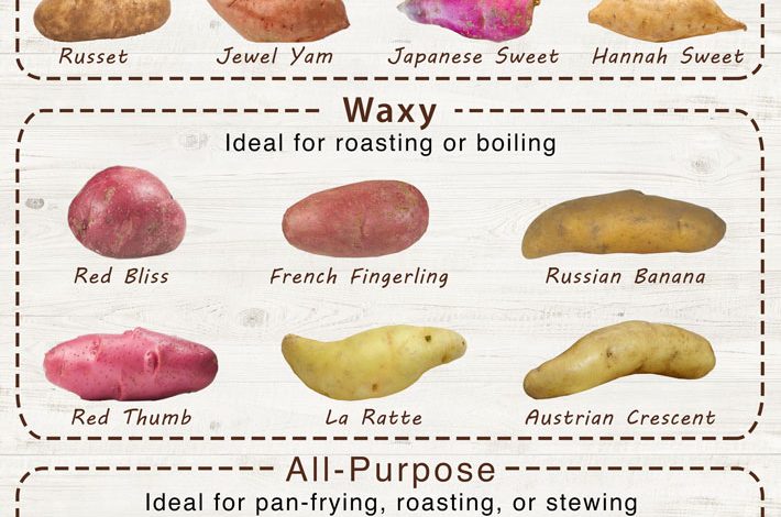 [7] Varieties of Potatoes and their Characteristics - Complete Gardering