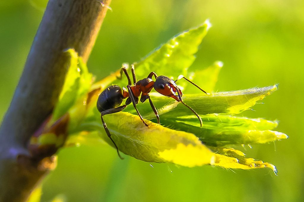 Ants In The Garden How To Fight Them Complete Guide Complete Gardering   Ants In The Garden How To Fight Them Complete Guide 