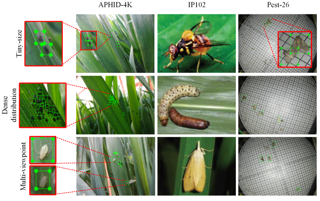 Aphids: [Characteristics, Effects, Detection And Treatment] - Complete ...