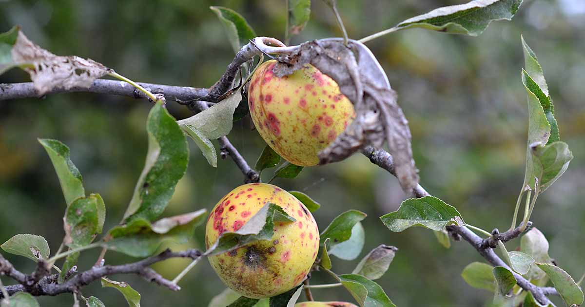 Why Is My Crab Apple Tree Losing Its Leaves