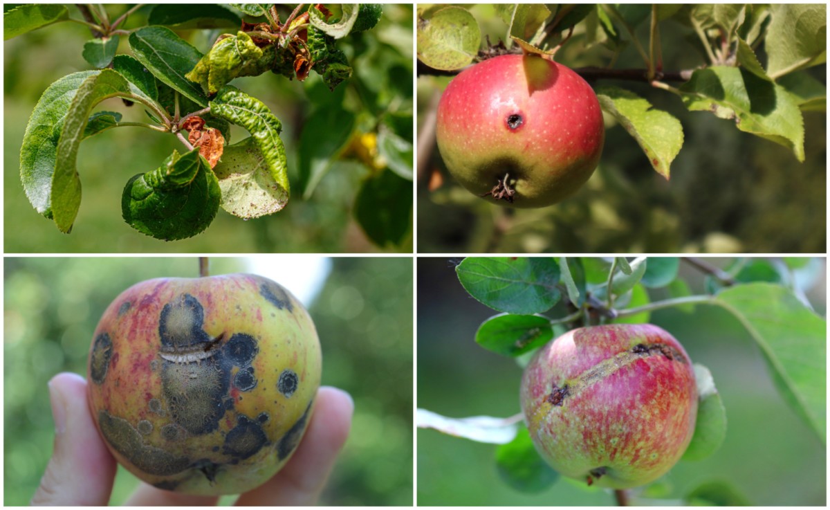 Apple Tree Pests Complete Guide with Photos Complete Gardering