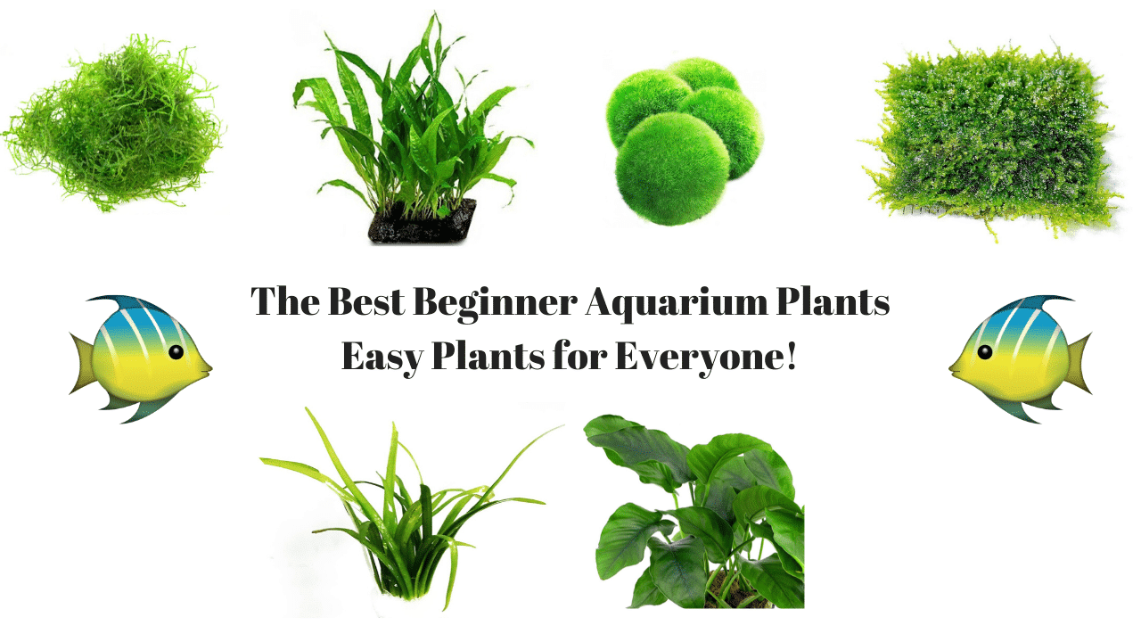 aquatic-plants-types-and-how-to-care-for-them-complete-guide-10