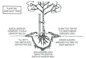 Bare root planting: how to do it correctly - Complete Gardering