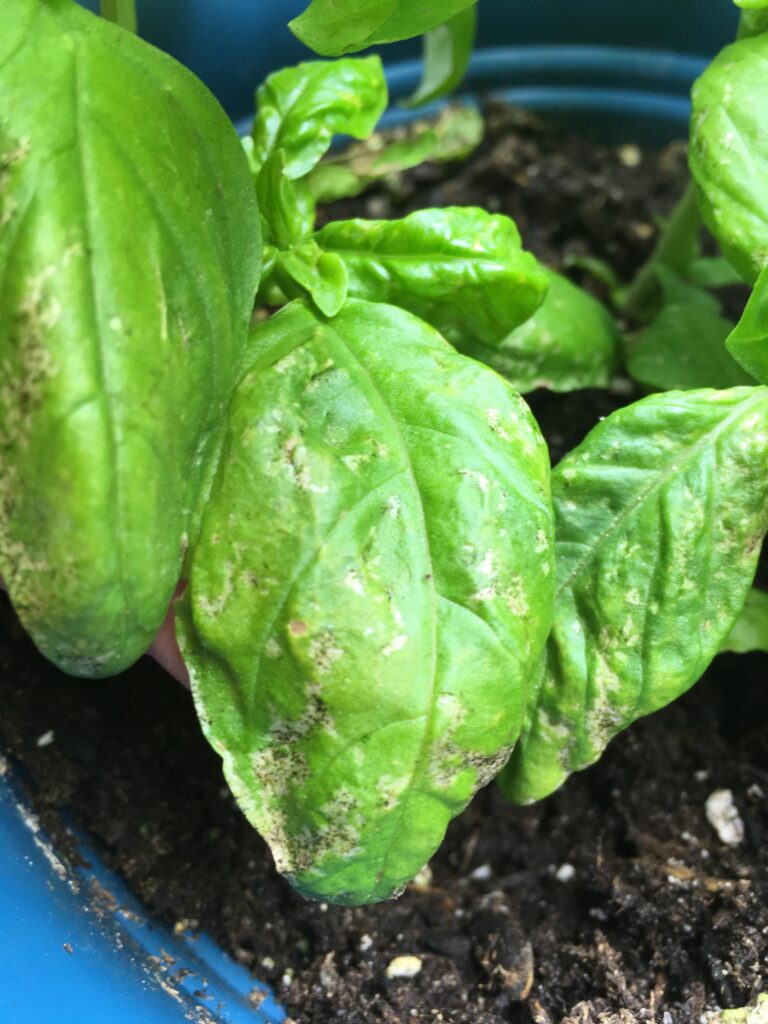 basil-pests-and-diseases-detection-causes-and-solutions-complete