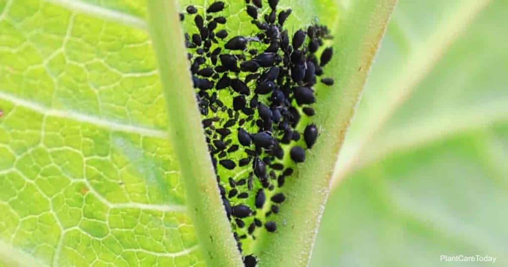 Black Bugs On Plants The Most Important Black Bugs 