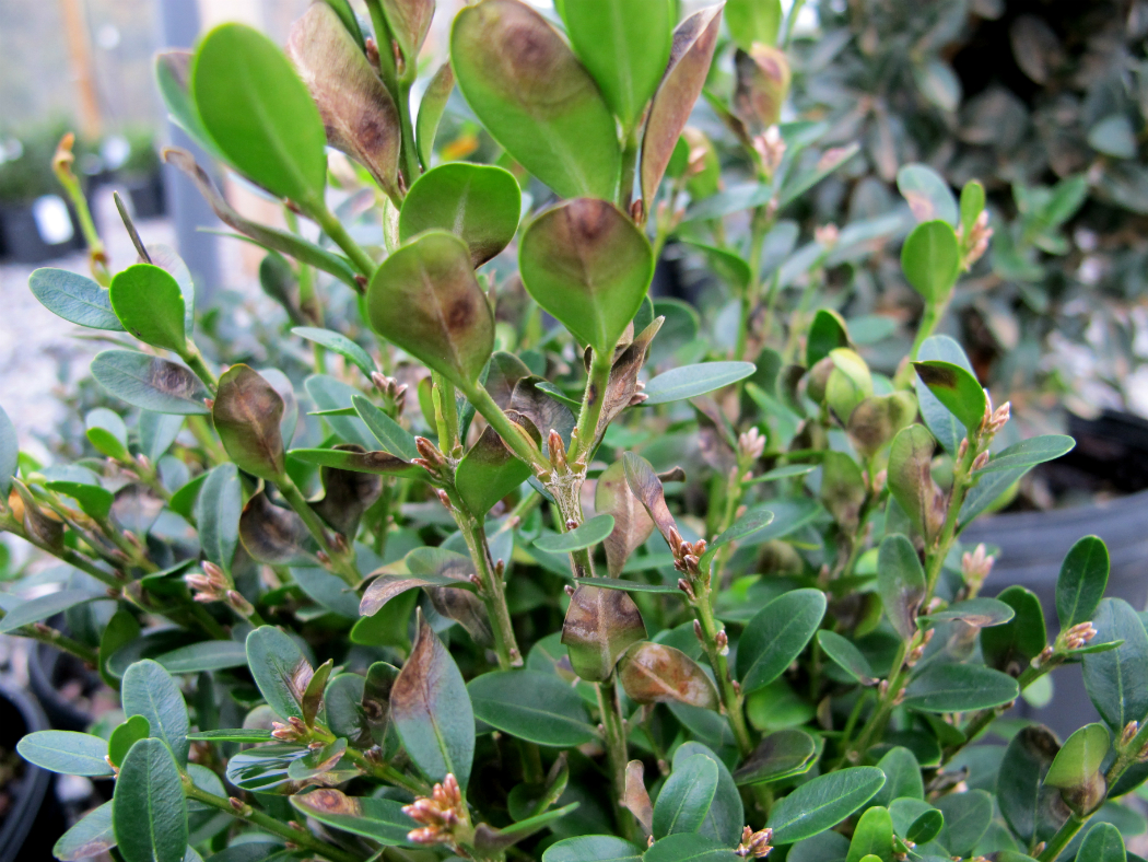 Boxwood Pests And Diseases How To Identify And Treat Them Complete