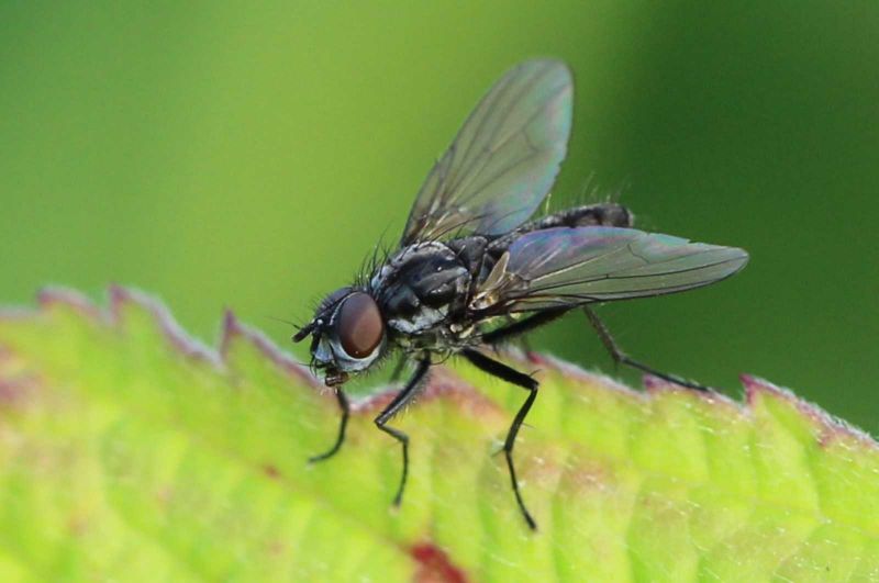 Cabbage Fly (Phorbia brassicae): [Characteristics, Detection, Effects ...