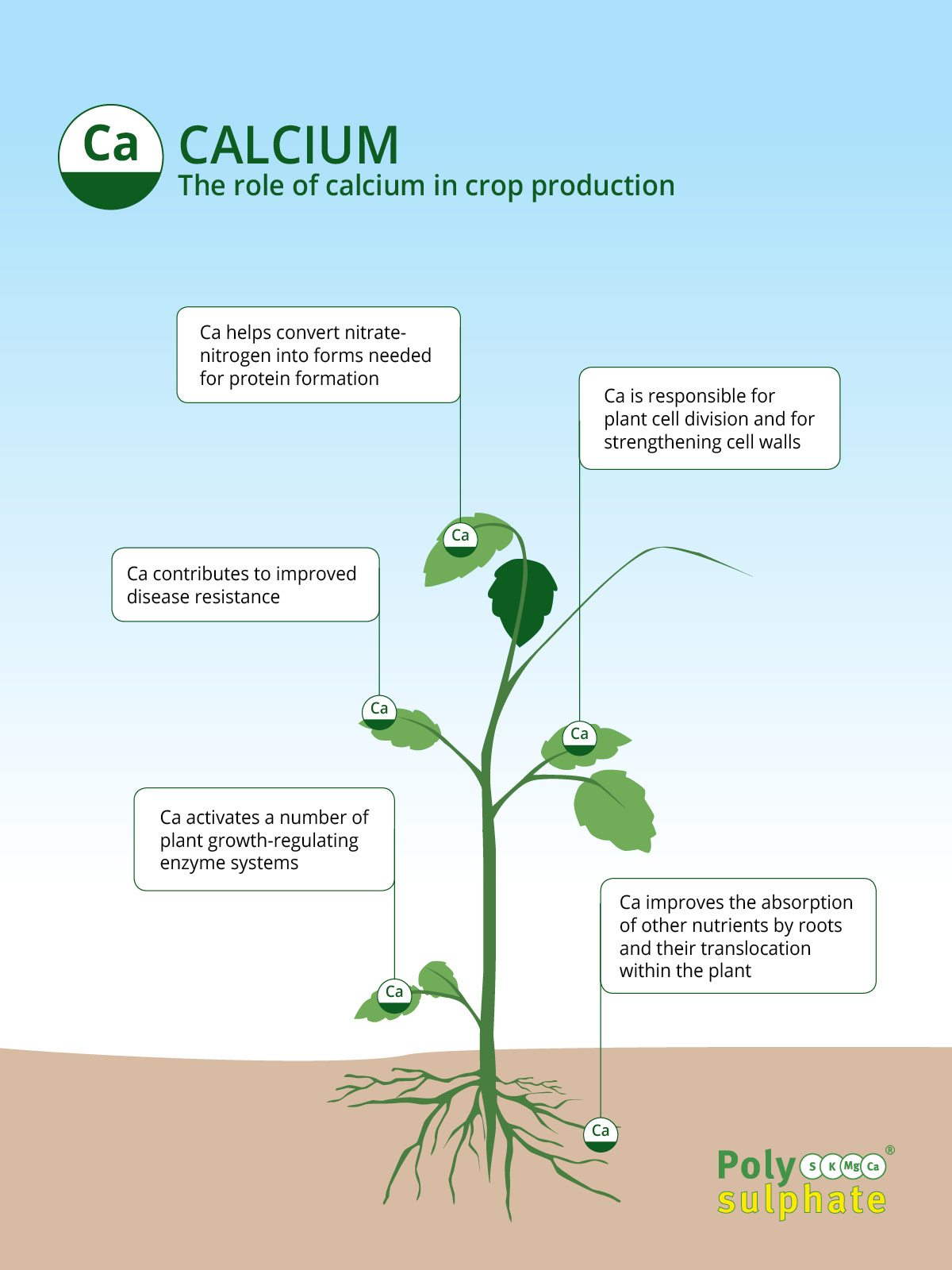 La carence en calcium chez les plantes d'aquarium