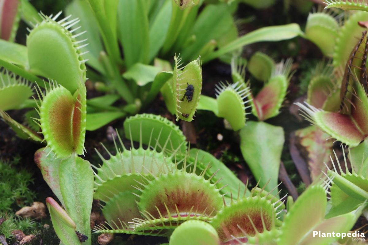 carnivorous plant care - Complete Gardering