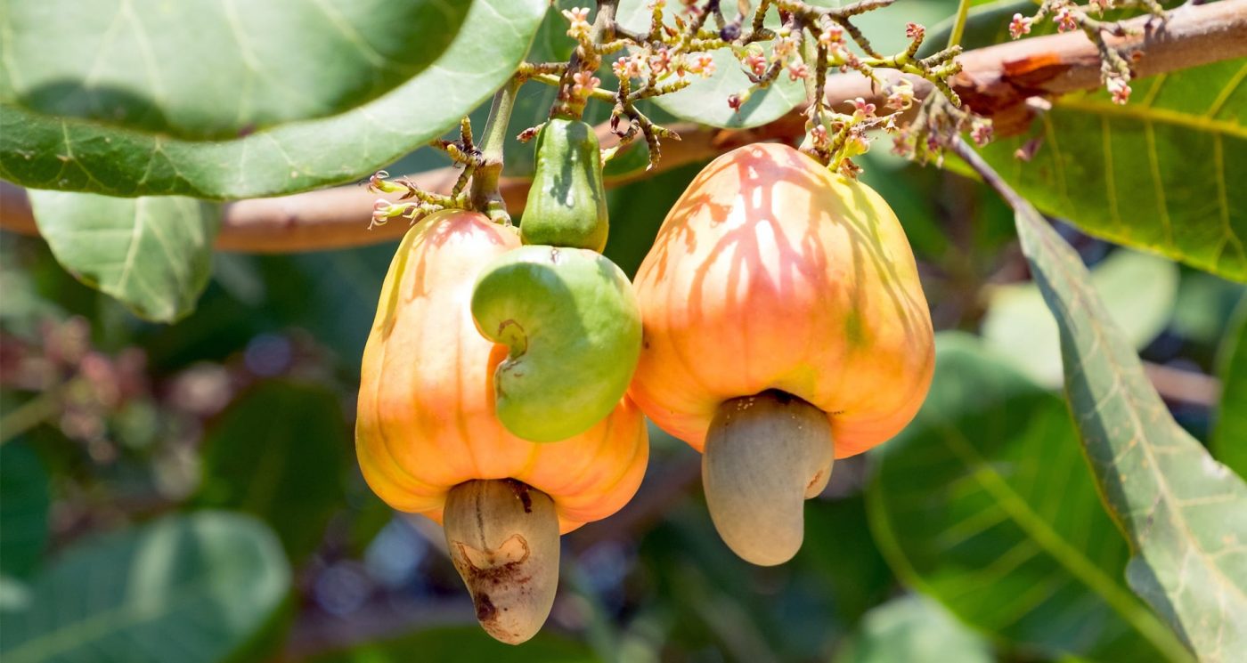 Cashew Nut Cultivation And Planting How To Plant A Cashew Tree 