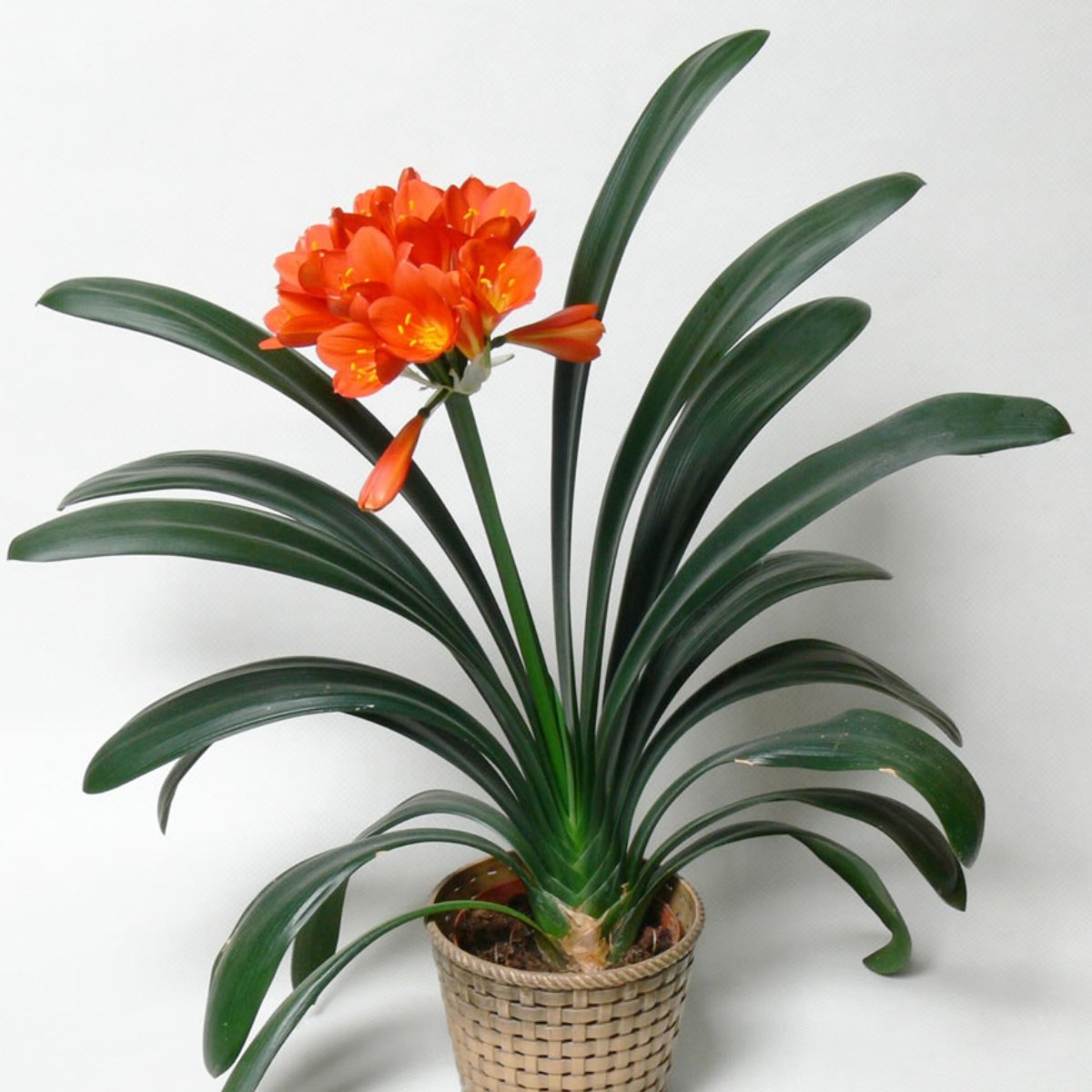 Clivia Miniata: [Characteristics, Cultivation, Care and Disadvantages ...