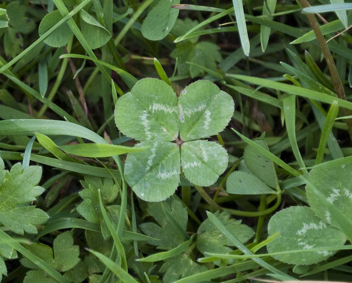 Clover Complete Gardering