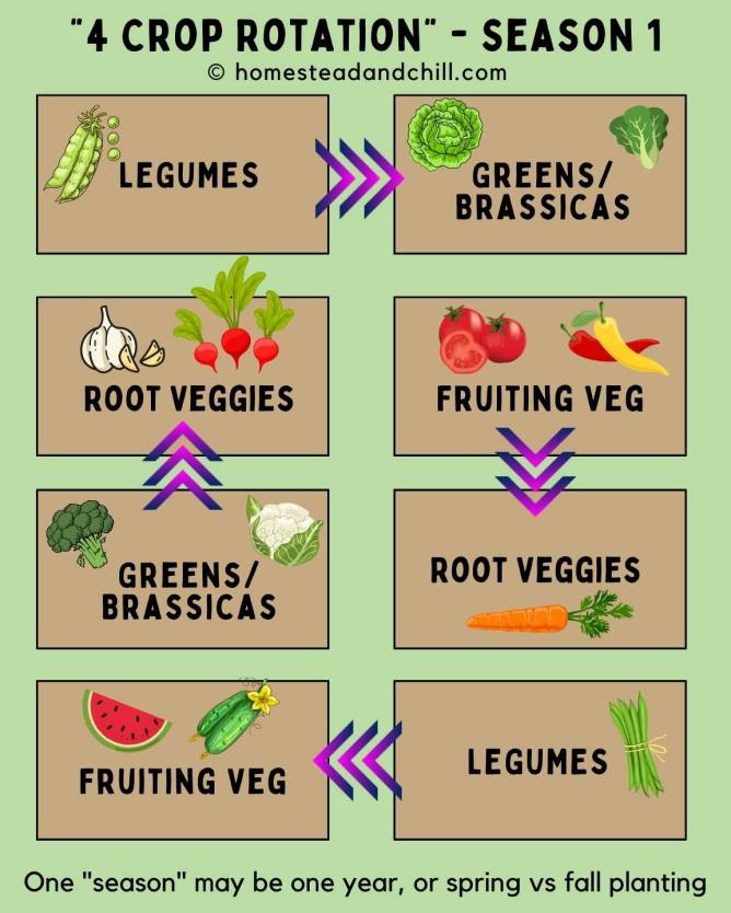 Crop Rotation in the garden What is it and what benefits does it have