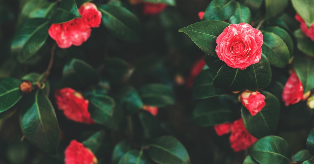 How to care for camellias - Complete Gardering