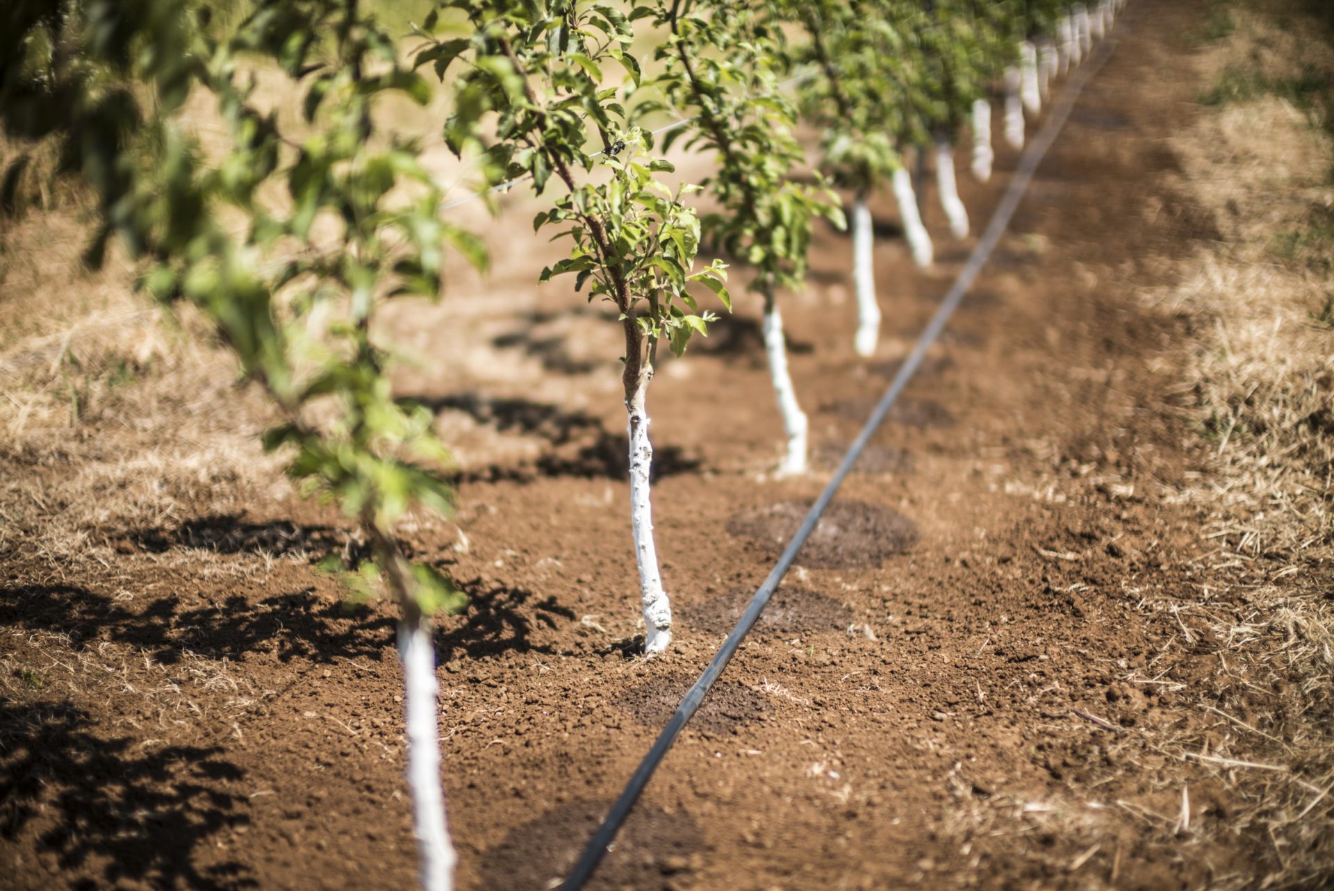 How To Install A Drip Irrigation System - www.inf-inet.com