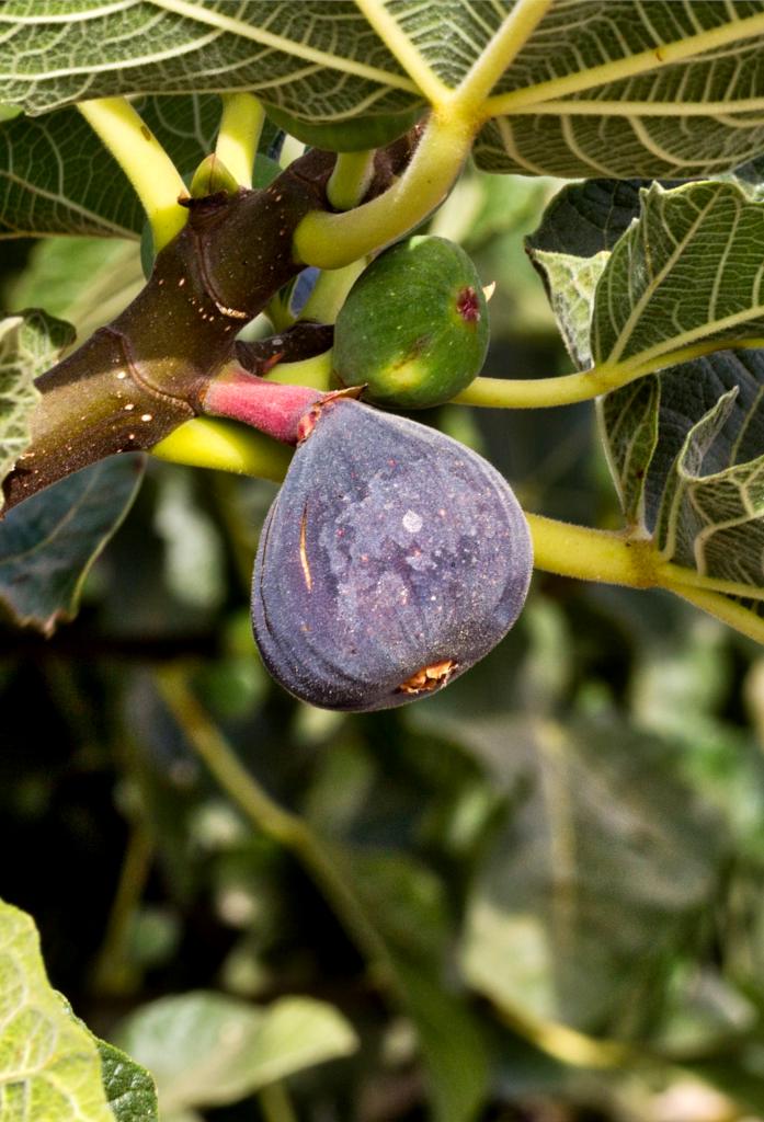 Ficus Carica Care: [Earth, Strengthening, Humidity and Pruning ...