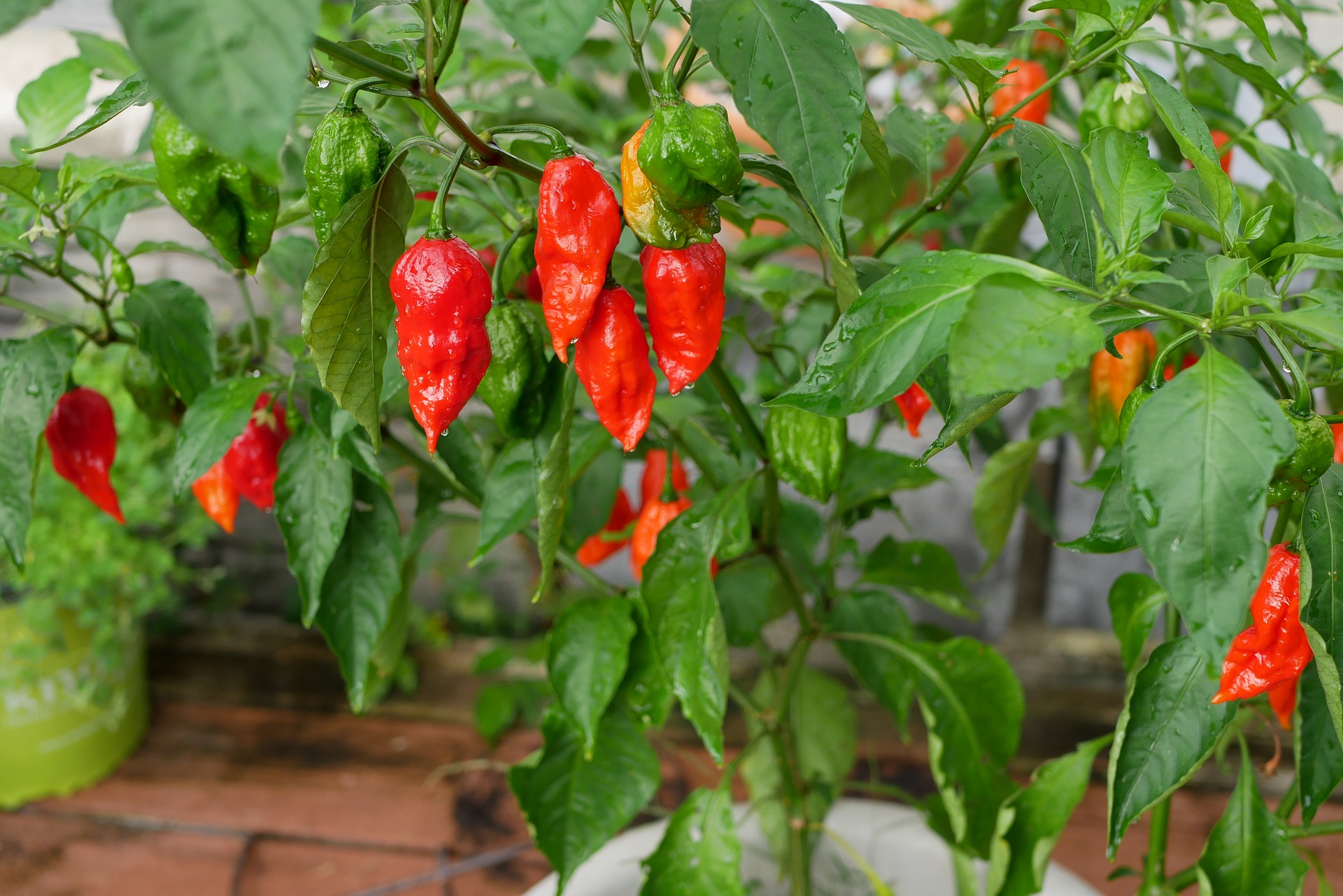 Ghost Pepper: [Characteristics, Cultivation, Care and Disadvantages ...