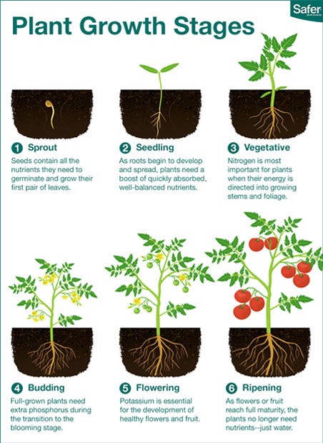 grow-plants-how-to-cultivate-and-grow-any-plant-in-13-steps