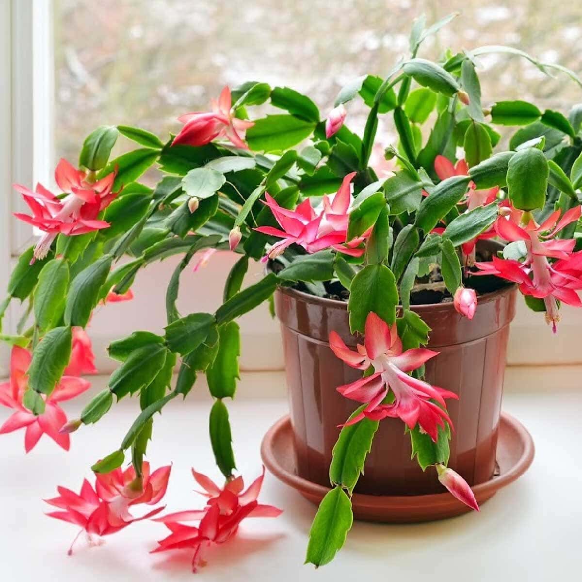Guide to Learn to Take Care of your Christmas Cacti - Complete Gardering