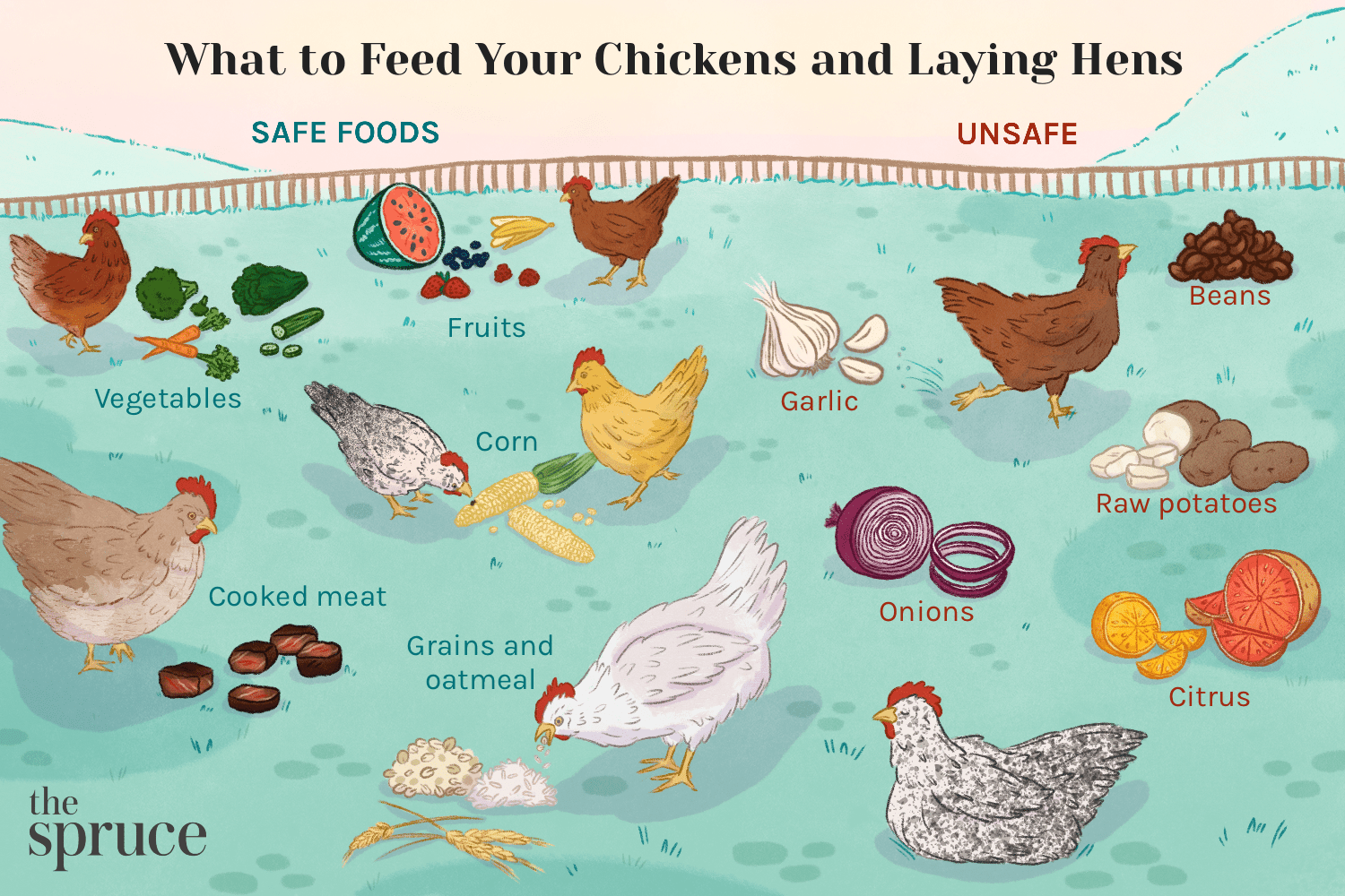 Hens Types Laying Feeding And Care Complete Gardering