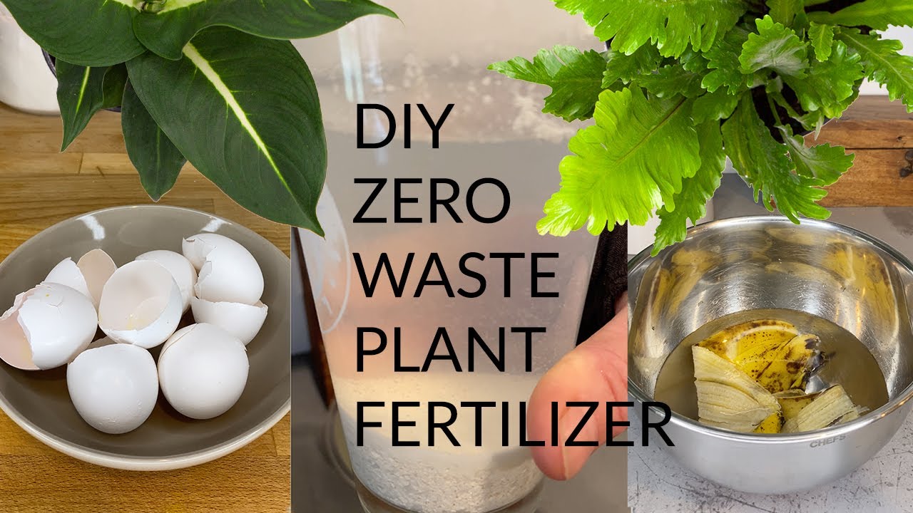  A photo of a bowl of eggshells, a bowl of water with a banana peel in it, and a plant in the background with text overlaid that reads: DIY Zero Waste Plant Fertilizer.