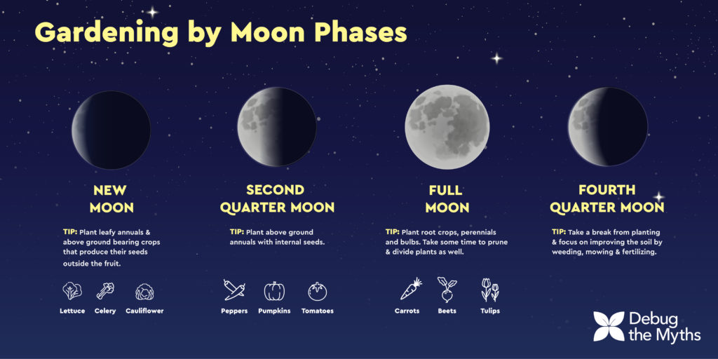 How does the Moon influence the plants in the garden? lunar cycles