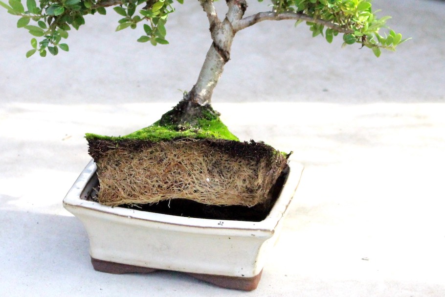 How often and how to water my Bonsai? - Complete Gardering