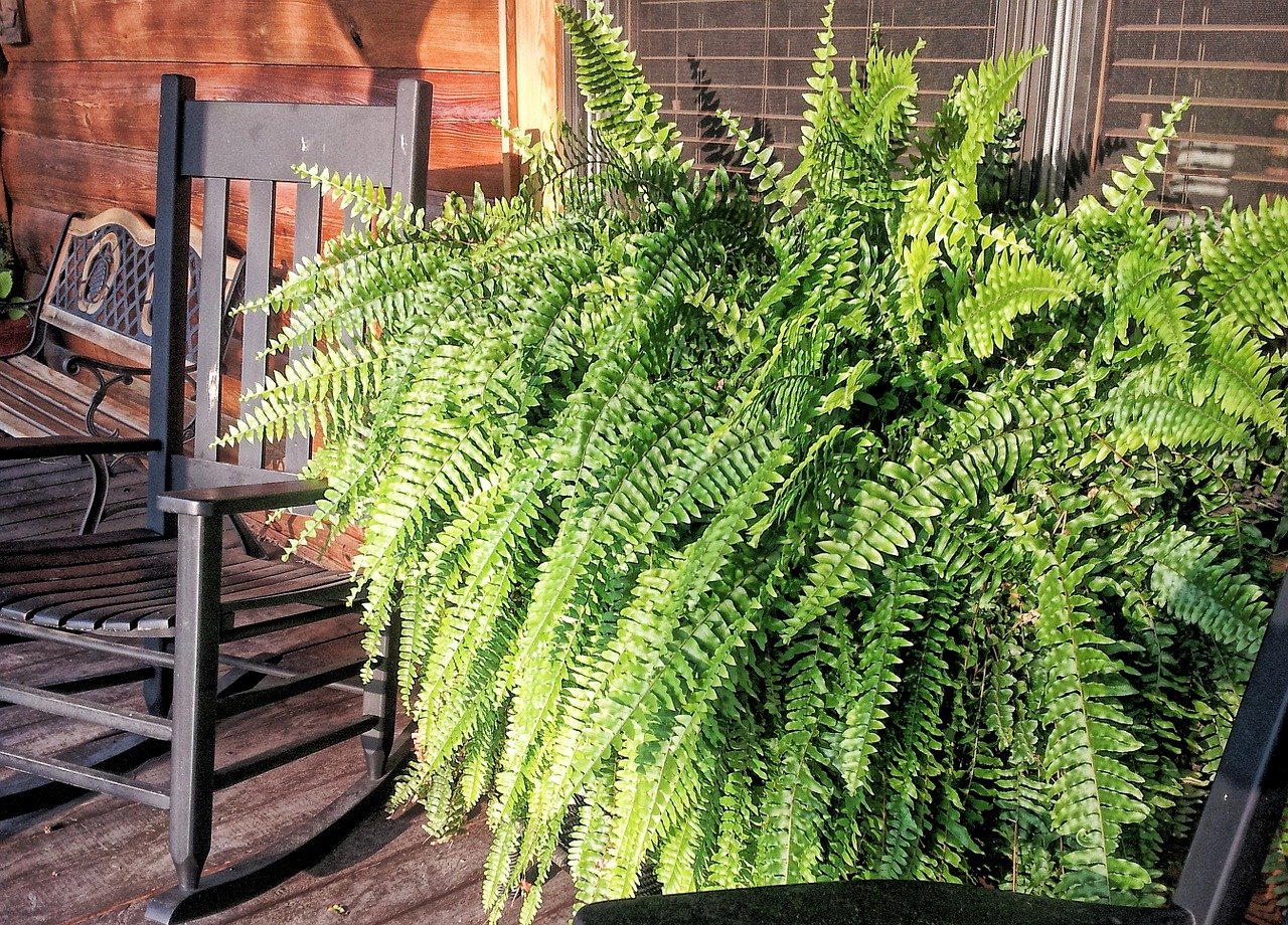 How often and how to water my ferns? - Complete Gardering