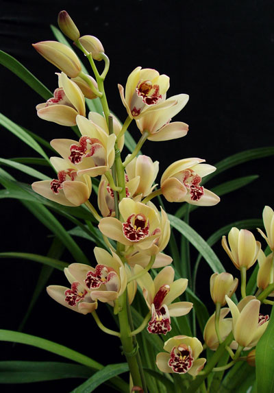 How To Care For The Cymbidium Orchid Complete Gardering 