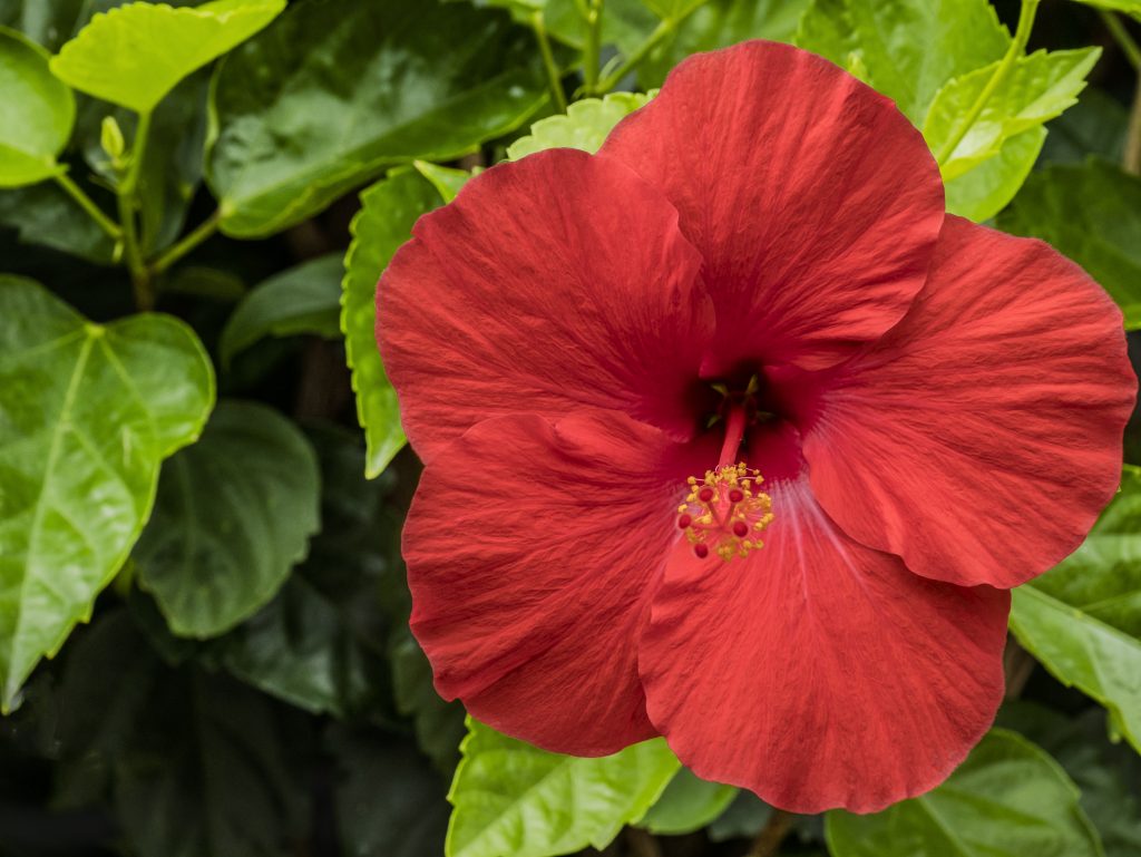 fertilizing-hibiscus-how-and-when-to-use-hibiscus-fertilizer