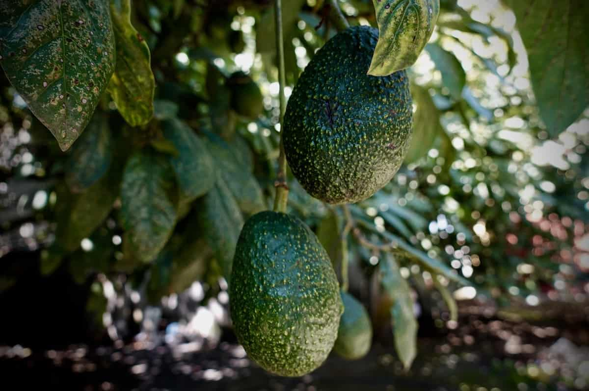 How to Fertilize Avocados: [Methods, Dates and Components to Use ...