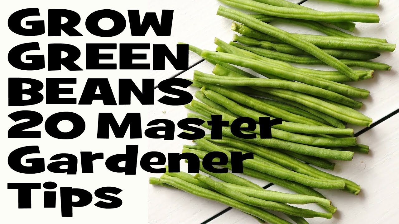 how to fertilize green beans