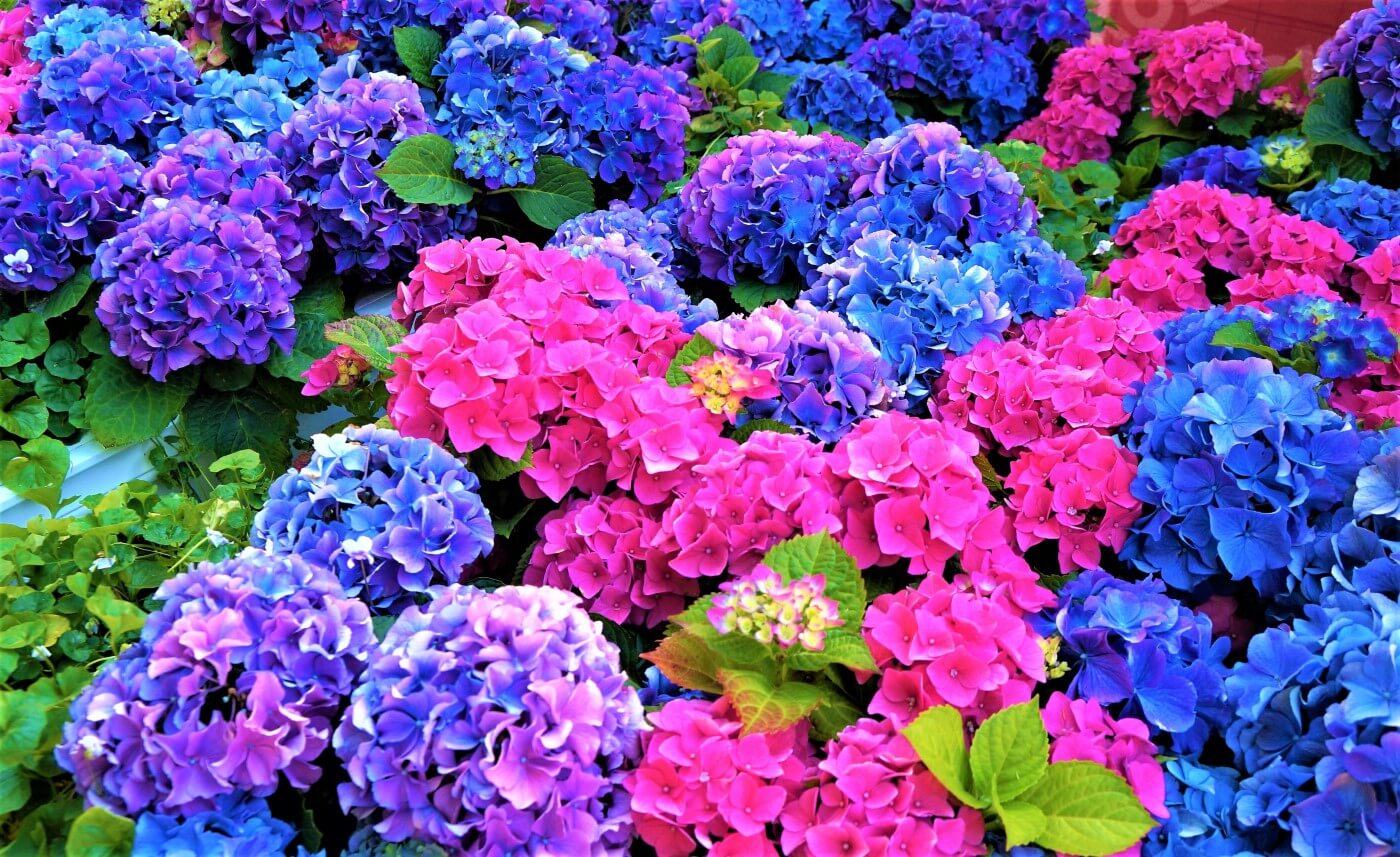 How To Fertilize Hydrangeas: Our Formula – Sembrar100 - Complete Gardering