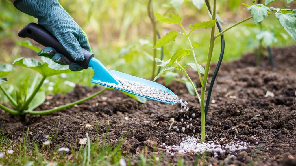 fertilizing your bay plant the dos and donts