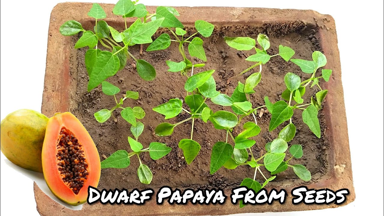 How To Germinate Papaya Seeds Extraction Germination And Planting Complete Gardering 