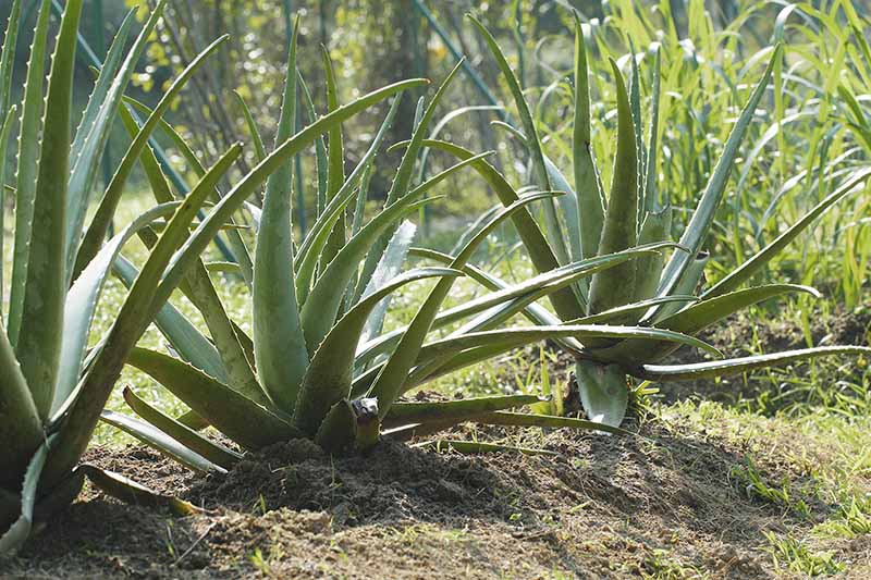 How To Grow Aloe Vera In The Orchard Or Garden Success Assured Complete Gardering 3989