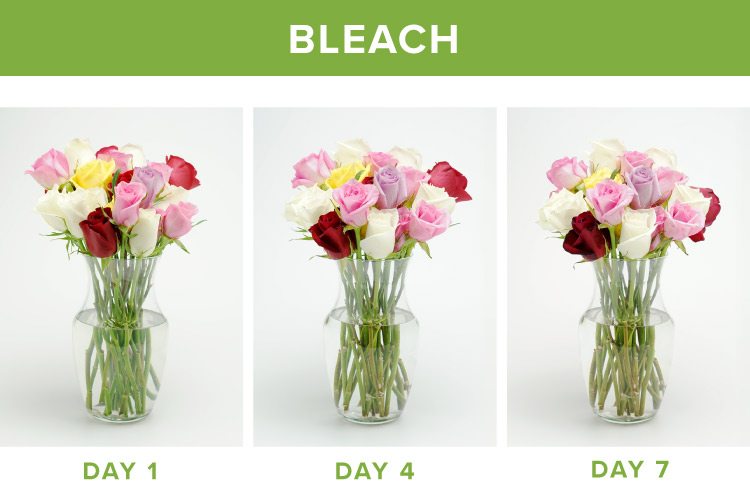 How To Keep Flowers Fresh Longer