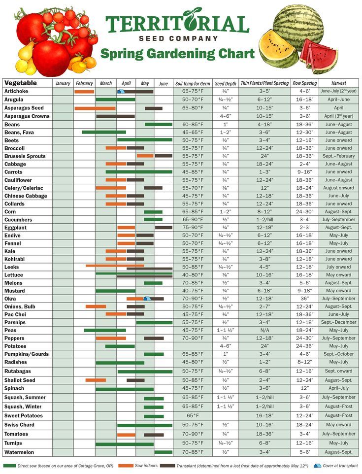 How to plan the garden during the year: from April to September ...