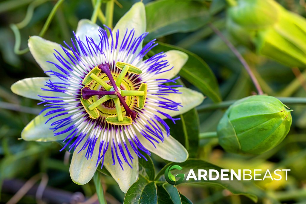 How To Plant Passion Flower In Your Garden Complete Guide Complete Gardering 8252