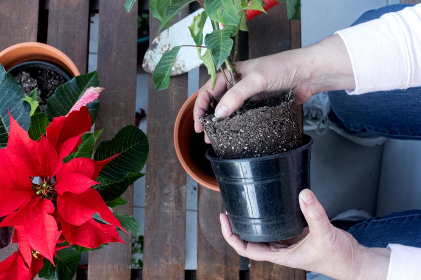 How To Preserve The Poinsettia Throughout The Year Complete Gardering   How To Preserve The Poinsettia Throughout The Year 