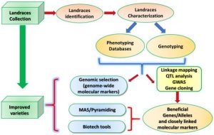 Landraces: What Are They And Why Are They So Important? - Complete ...