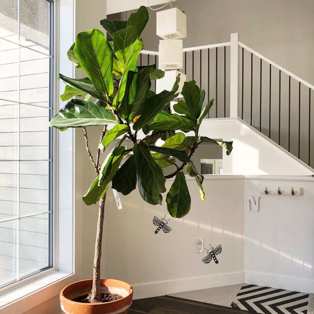 Large Hardy Indoor Plants Complete Gardering 