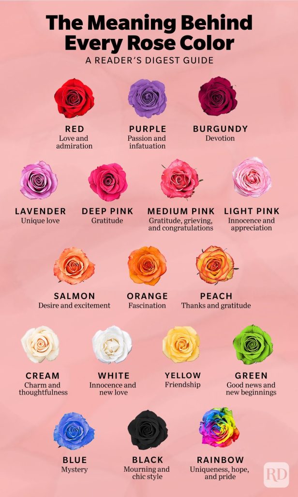 meaning-of-the-color-of-roses-what-do-you-mean-complete-gardering